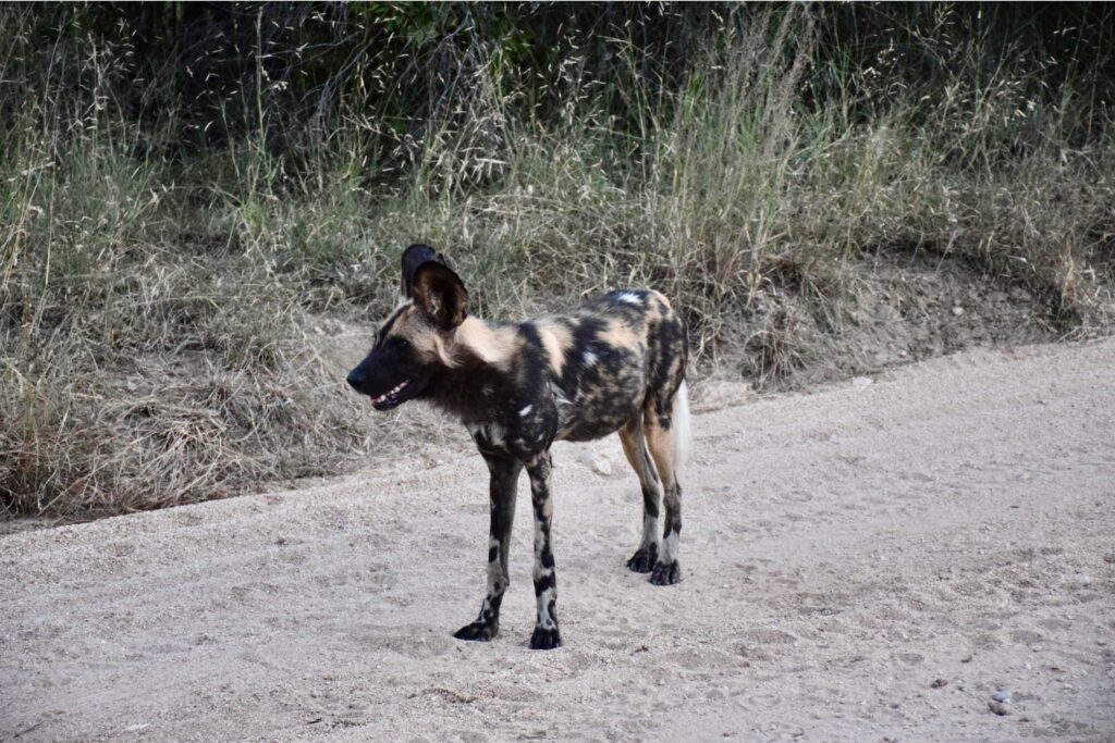 African-Wild-Dog