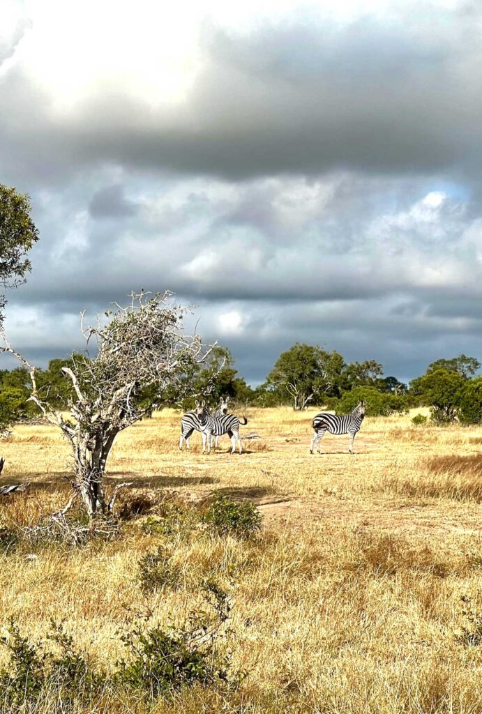 Cloudy-Skies-and-Zebra