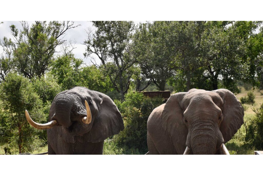 Elderly-Male-Elephants-drinking