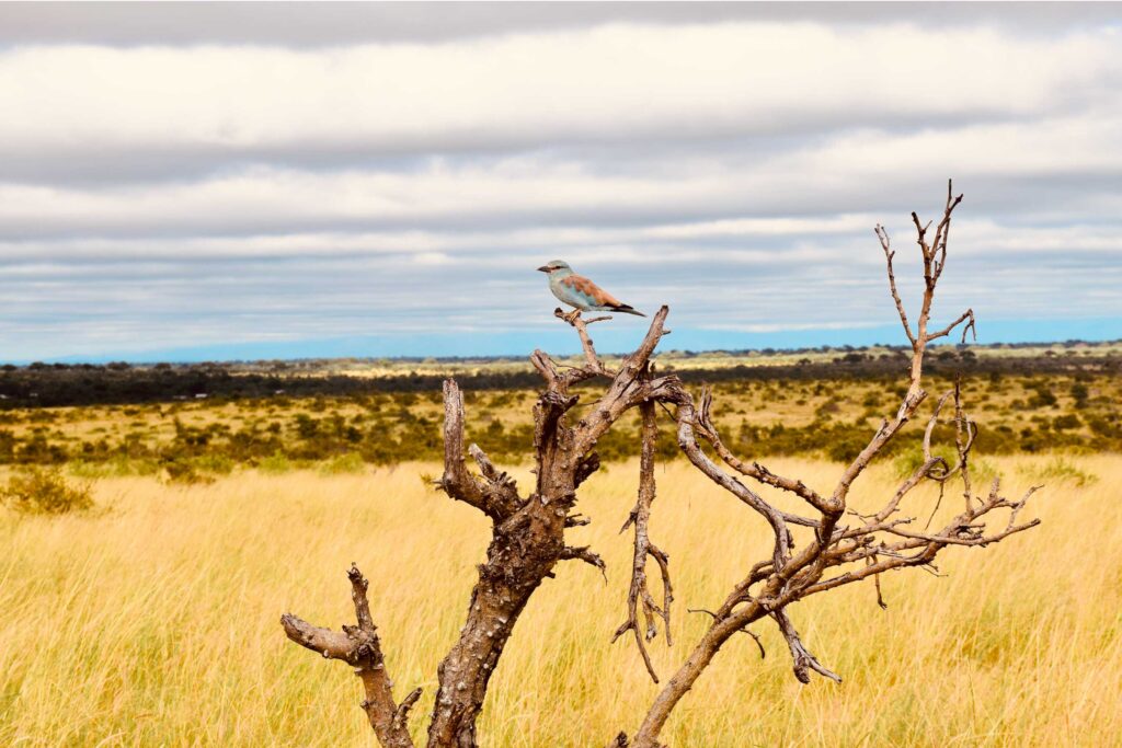 European-Roller-(Coracias-Garrulus)