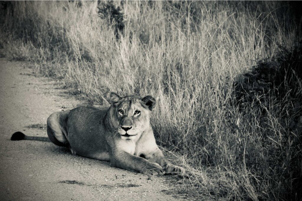 Female-Lioness