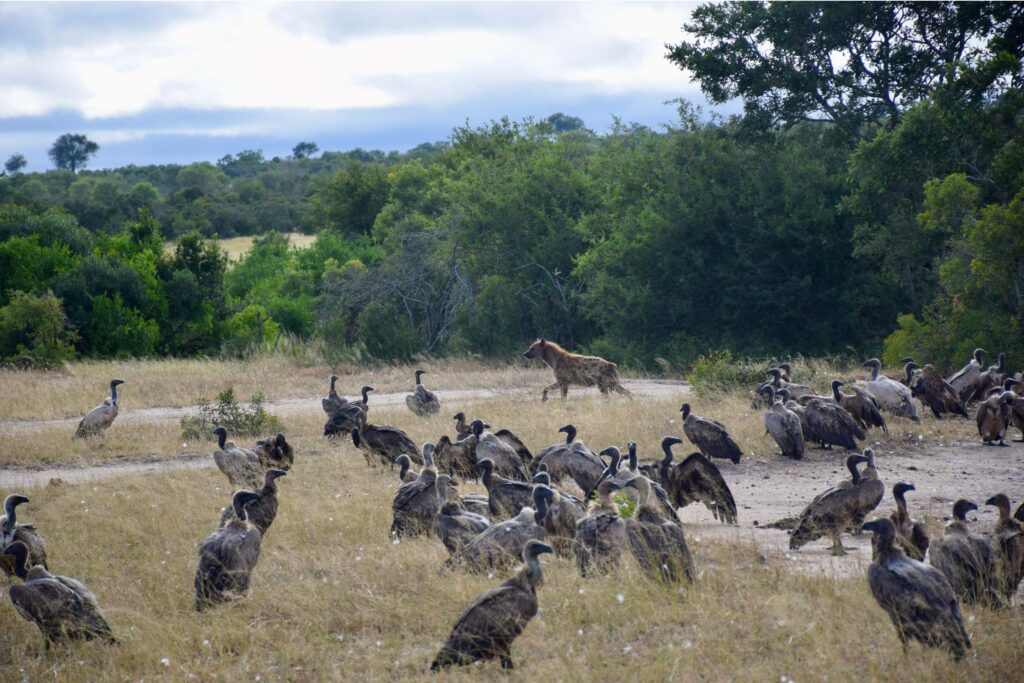 Hyena-and-Vultures-with-carcass