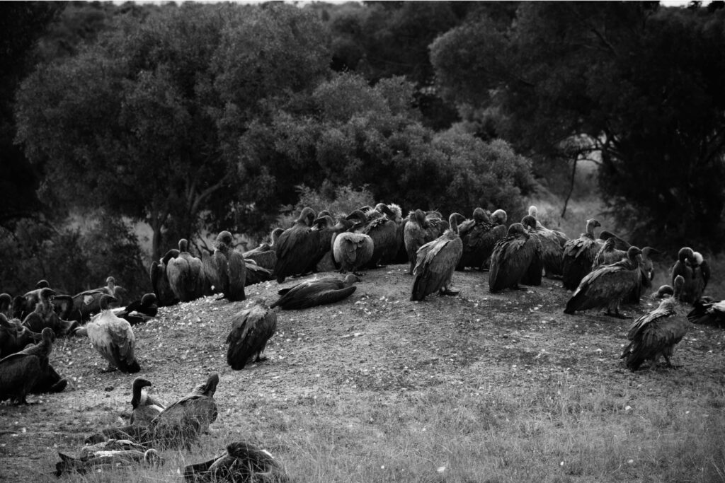 Large-Group-of-Vulture