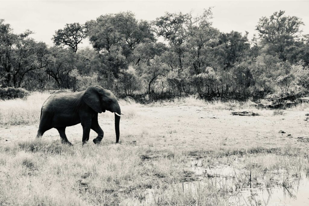 Lone-Elephant