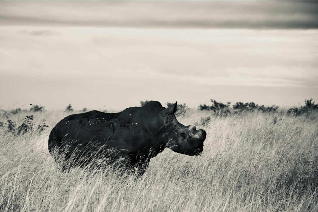 Lone-Rhino-in-the-Bush