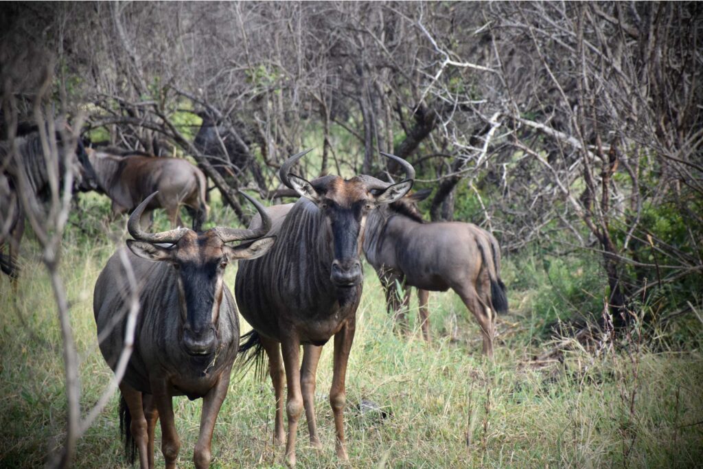 Male-Blue-Wildebeast