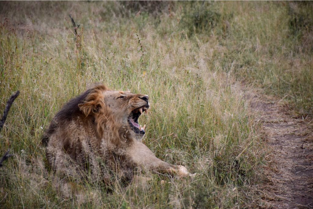 Male-Lion-Roaring