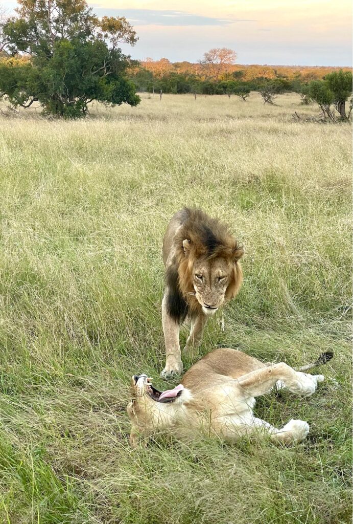 Male-and-Female-Lion-Couple