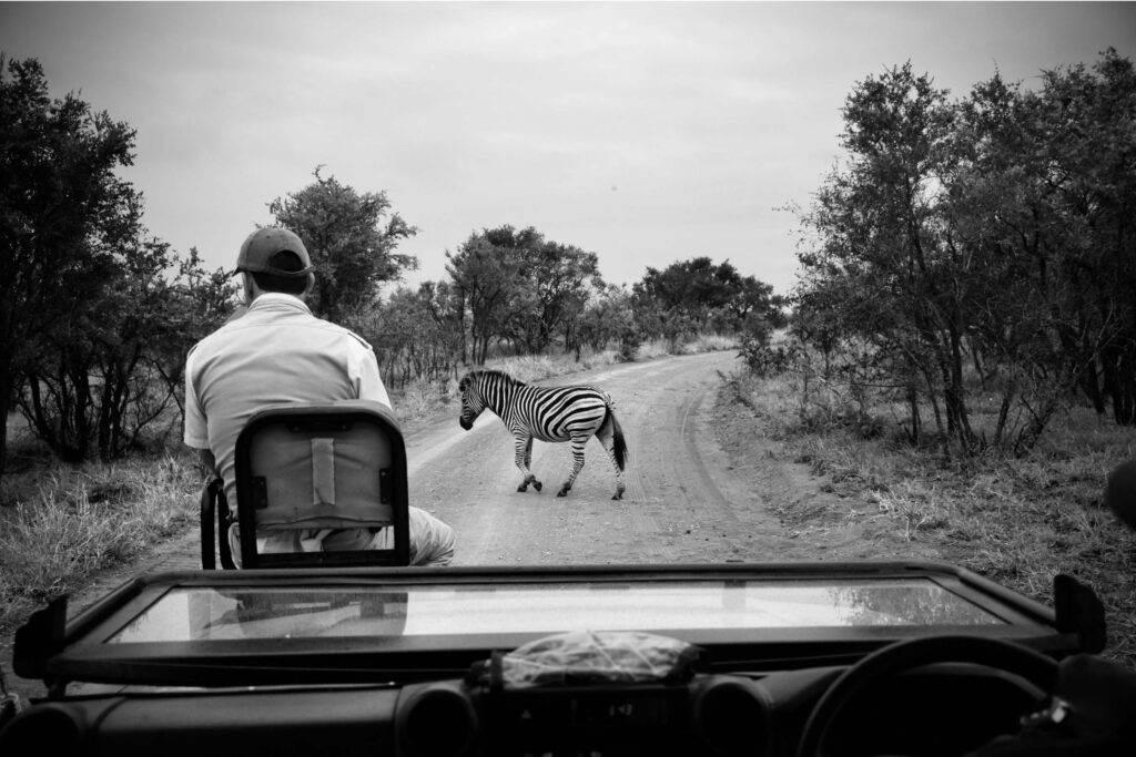 Manyleti-game-Drive-with-Zebra