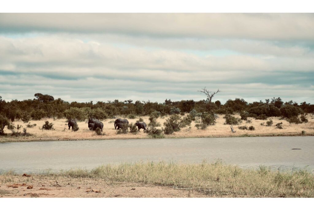 Panoramic-view-with-wandering-family-of-Elephant