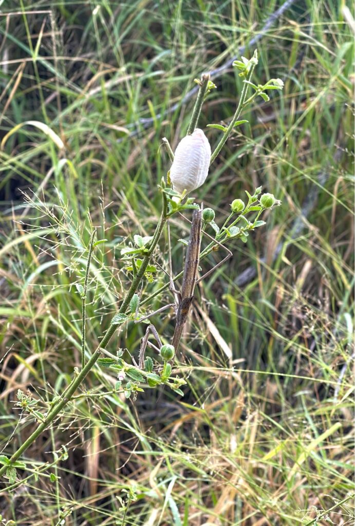 Preying-Mantis