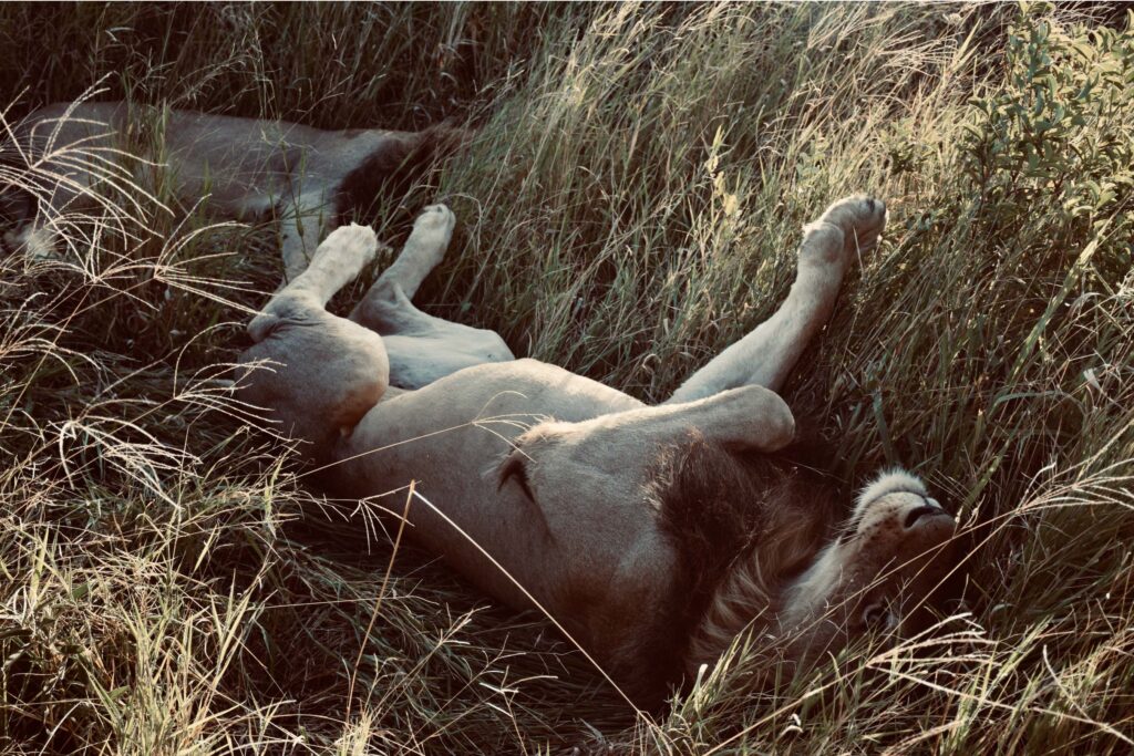 Resting-Male-Lions