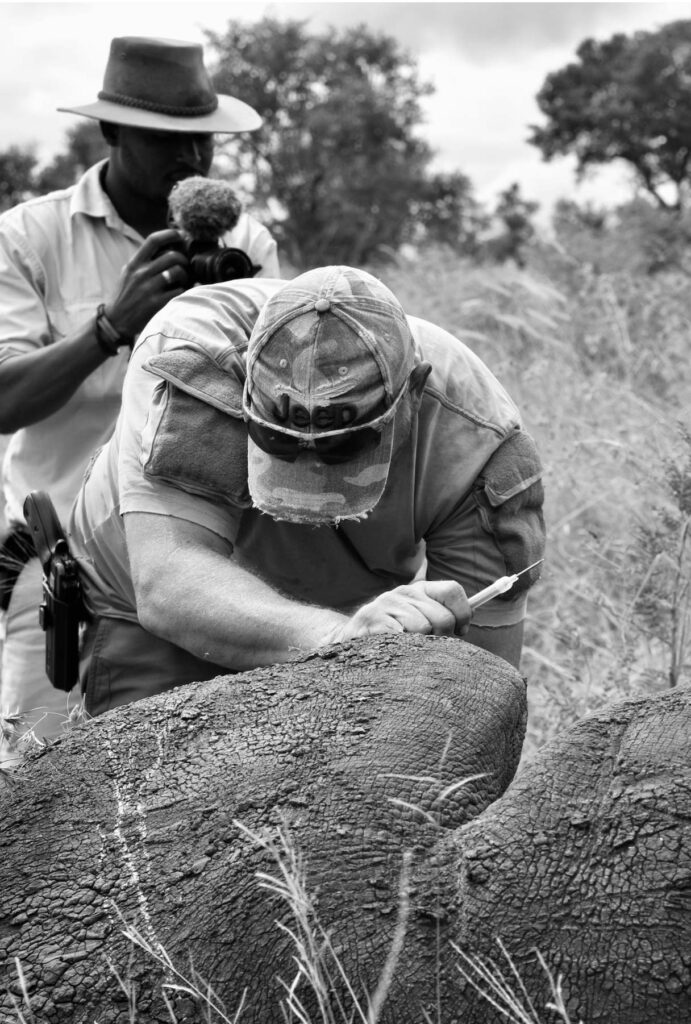 Rhino-De-Horning-to-save-from-poaching-and-taking-health-samples