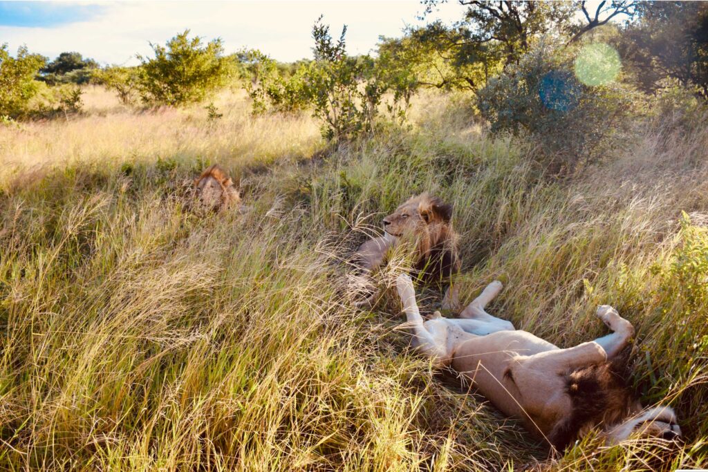 Trio-of-male-Lions-resting-in-the-bush