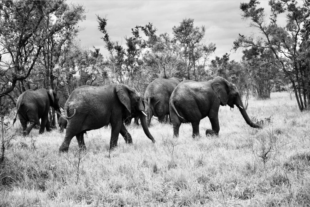 Wandering-Elephant-Group