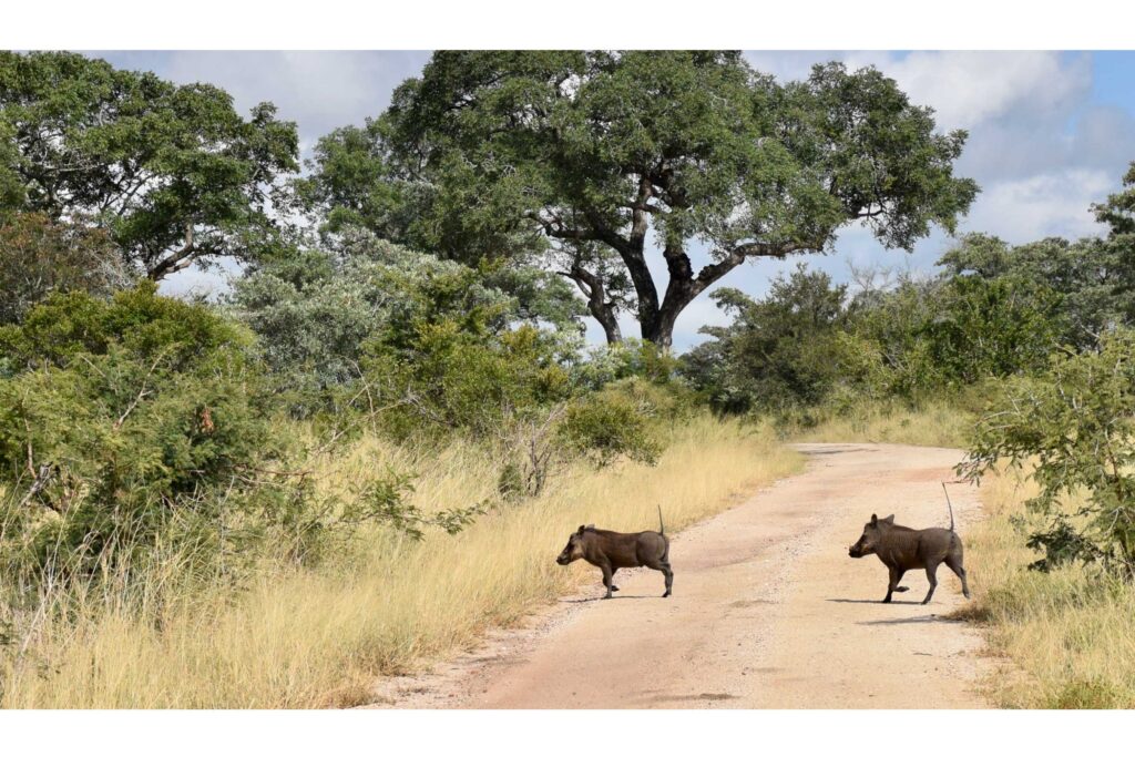 Warthog-in-the-bush