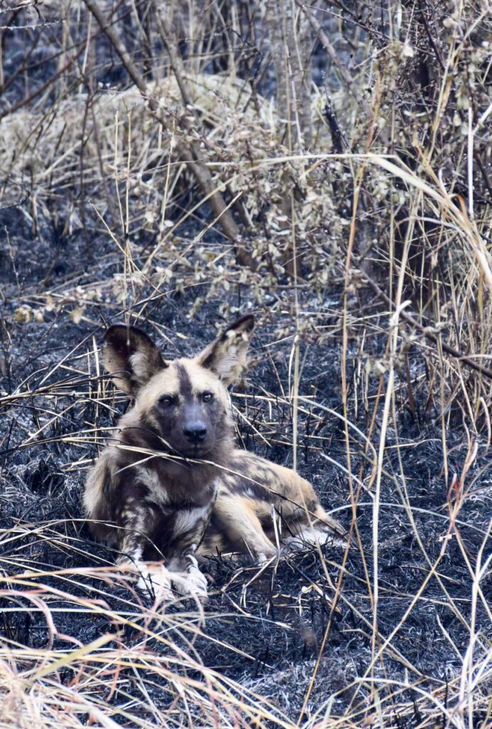 Wild-Dog-in-the-bush