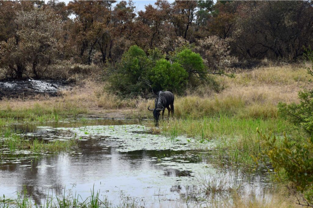 Wildebeast-drinking-spot