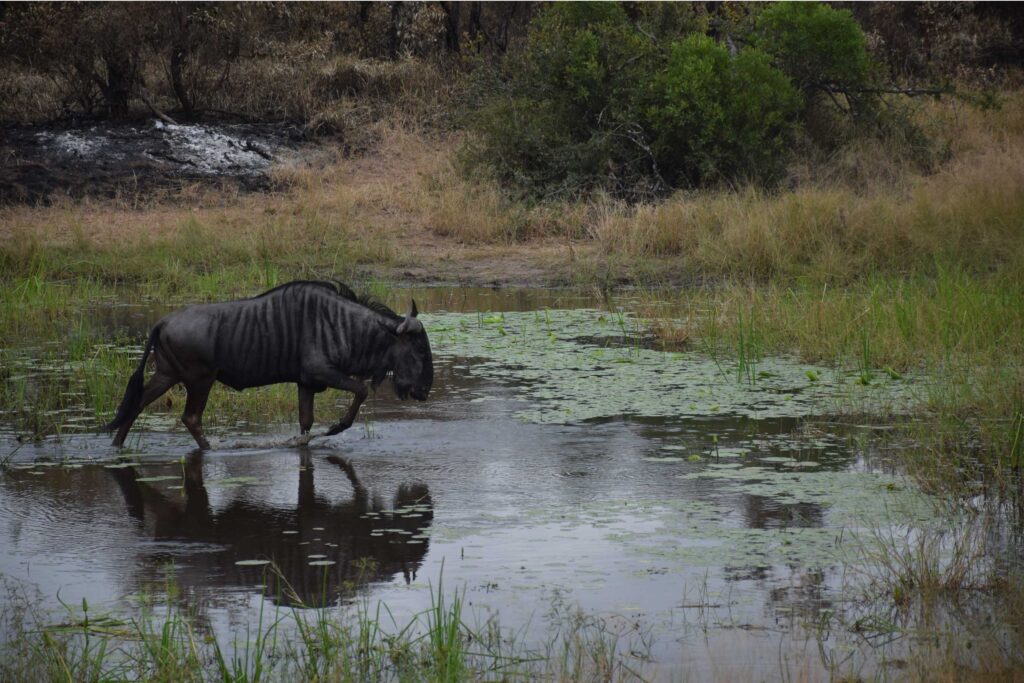 Wildebeast-running-through-water