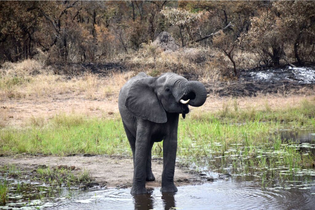 Young-Elephant-at-watering-hole