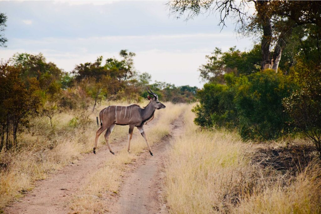 Young-Male-Kudu