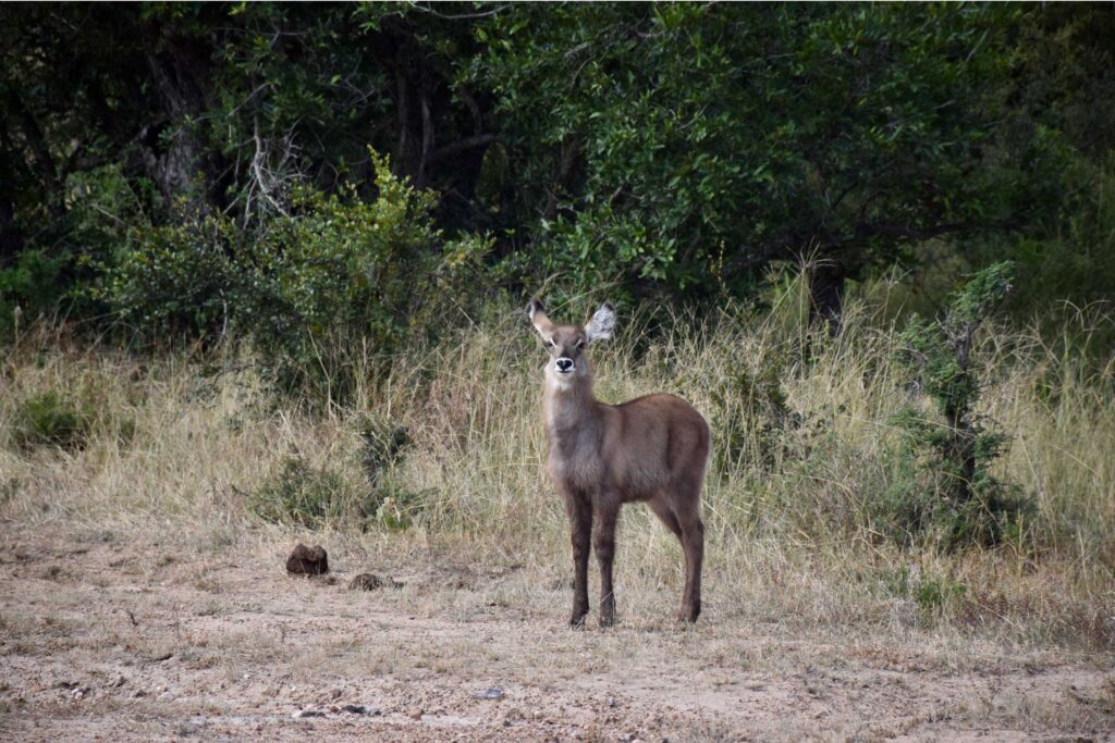 Young-Waterbuck