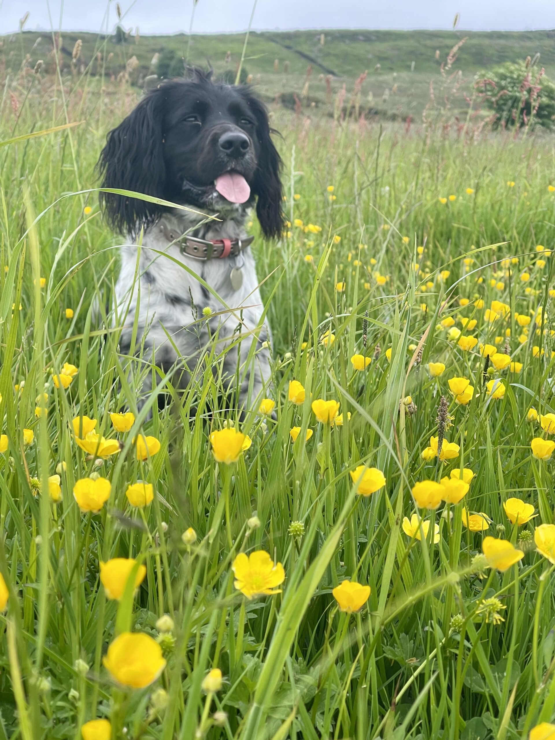 Springador in a filed of buttercups